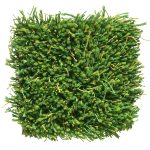 Moss